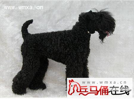 爱尔兰梗怎么养爱尔兰梗智商高吗