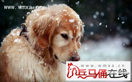 金毛犬怎么养 拉布拉多和金毛的区别