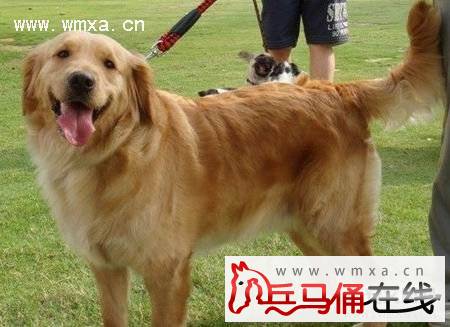 金毛犬价格是多少 金毛犬怎么看纯不纯