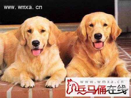 金毛犬怎么训练 训练金毛的最佳时间