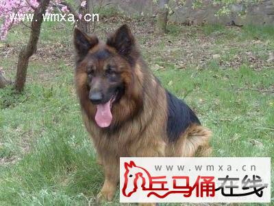 德国牧羊犬怎么养 德牧犬多少钱一只