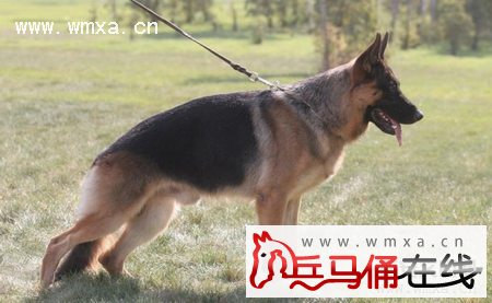 德国牧羊犬怎么训练 德国牧羊犬打架厉害吗