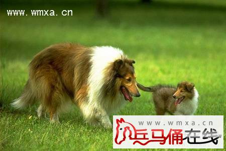 苏格兰牧羊犬好养吗 苏牧和喜乐蒂的区别