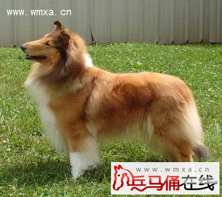 苏格兰牧羊犬好养吗 苏牧和喜乐蒂的区别
