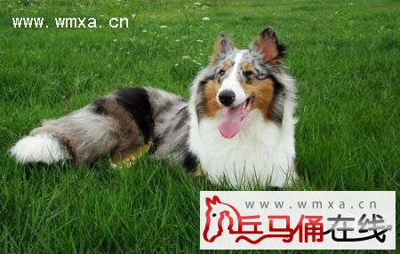 苏格兰牧羊犬好养吗 苏牧和喜乐蒂的区别
