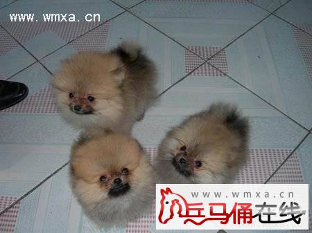 博美犬怎么养 博美犬多少钱一只