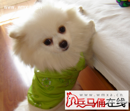 博美犬的智商高吗 博美犬怎么训练