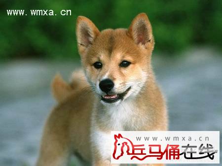 柴犬怎么养 柴犬和秋田犬的区别