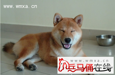 柴犬怎么养 柴犬和秋田犬的区别