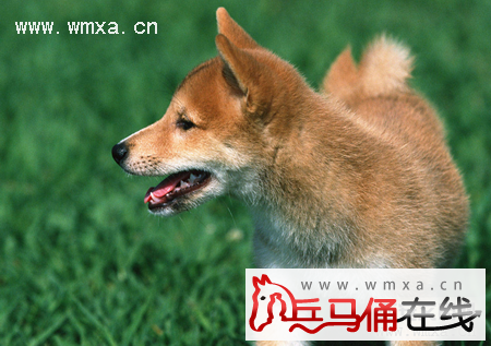 柴犬排名_柴犬頭像