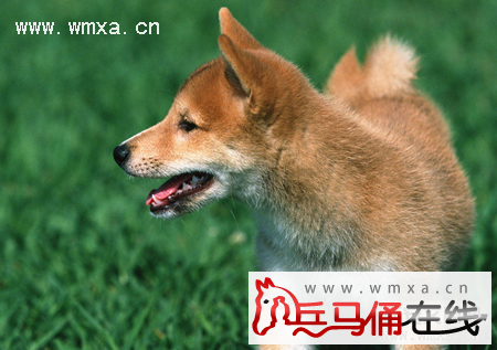 柴犬排名_柴犬头像