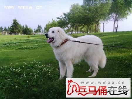 大白熊犬好养吗 大白熊犬多少钱一只_兵马俑在