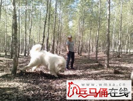 大白熊犬好养吗 大白熊犬多少钱一只