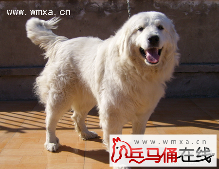 大白熊犬好养吗 大白熊犬多少钱一只_兵马俑在