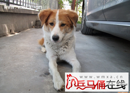 中华田园犬怎么养 中华田园犬多少钱一只