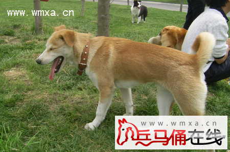 中华田园犬智商排名 中华田园犬寿命