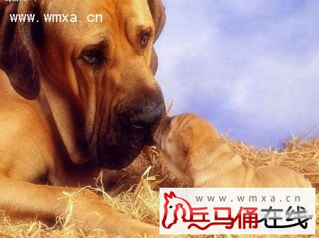 沙皮犬怎么养 沙皮犬和斗牛犬的区别