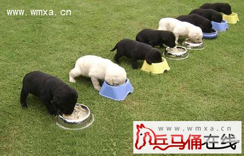 狗粮哪个品牌好 世界十大狗粮品牌排行榜