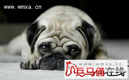 巴哥犬怎么养 八哥犬和斗牛犬的区别