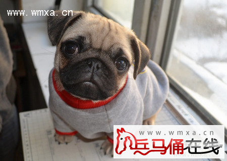 巴哥犬怎么养 八哥犬和斗牛犬的区别