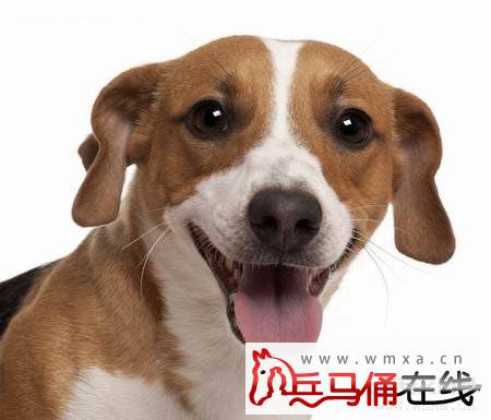 拉布拉多怎么养 拉布拉多和金毛的区别