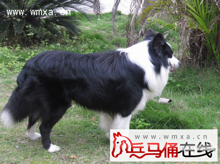 边境牧羊犬怎么养 边境牧羊犬价格多少