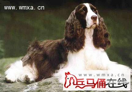 英国跳猎犬发烧怎么办 英国跳猎犬皮肤病