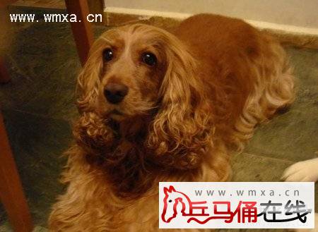 英国可卡犬好养吗 英国可卡犬能长多大