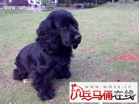 英国可卡犬好养吗 英国可卡犬能长多大