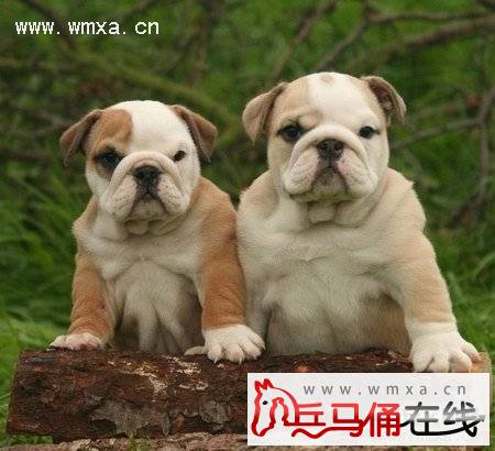 英国斗牛犬好养吗 英国斗牛犬和法国斗牛犬的