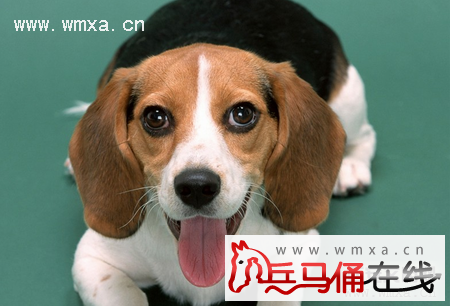 比格猎犬怎么养 比格猎犬的智商