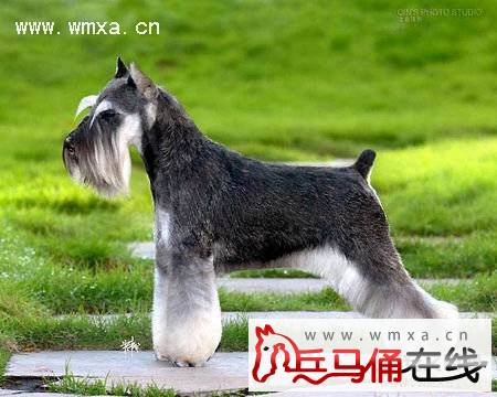 标准型雪纳瑞犬怎么养 标准型雪纳瑞犬的智商