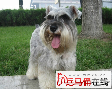 标准型雪纳瑞犬怎么养 标准型雪纳瑞犬的智商