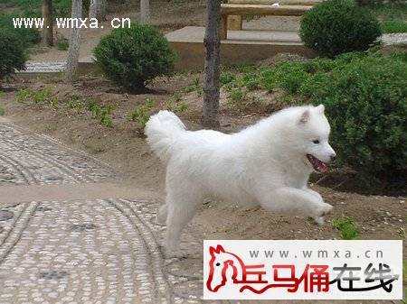萨摩耶犬好不好养 萨摩耶犬吃什么 智商高吗(2