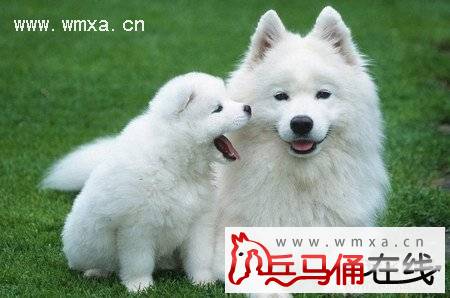 萨摩耶犬好不好养 萨摩耶犬吃什么 智商高吗(2