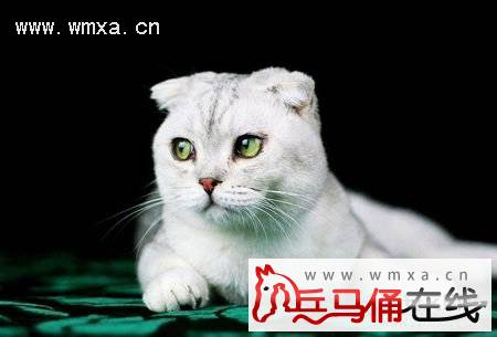 苏格兰折耳猫寿命多长时间 折耳猫有哪些常见