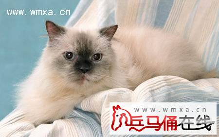 喜玛拉雅猫怎么养 喜马拉雅猫多少钱一只