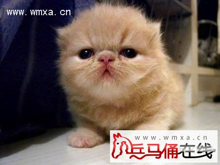 喜玛拉雅猫怎么养 喜马拉雅猫多少钱一只