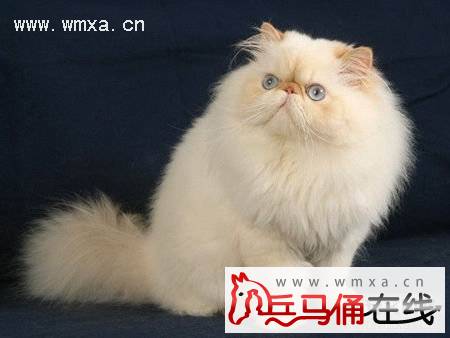 喜玛拉雅猫怎么养 喜马拉雅猫多少钱一只