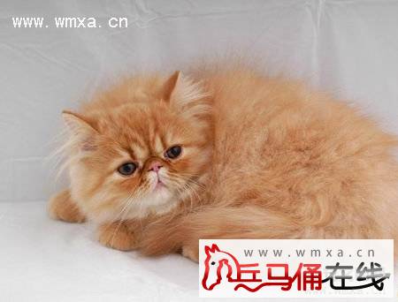 喜玛拉雅猫怎么养 喜马拉雅猫多少钱一只