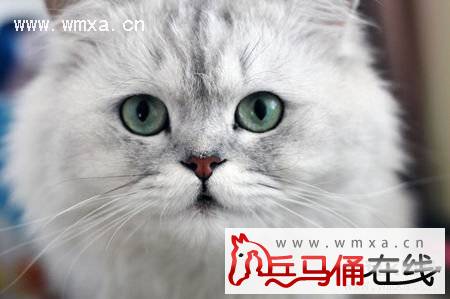 金吉拉猫怎么养 金吉拉猫多少钱一只