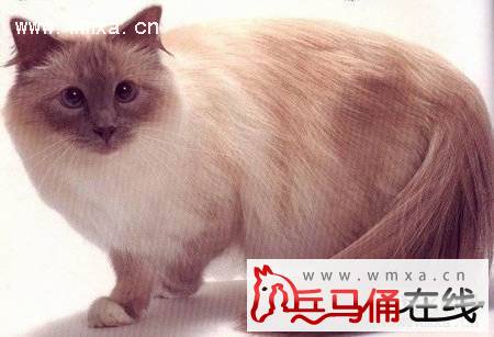 伯曼猫怎么养 伯曼猫和暹罗猫的区别