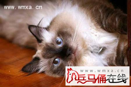 伯曼猫怎么养 伯曼猫和暹罗猫的区别