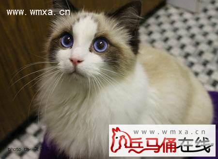 布偶猫怎么养 布偶猫一只多少钱