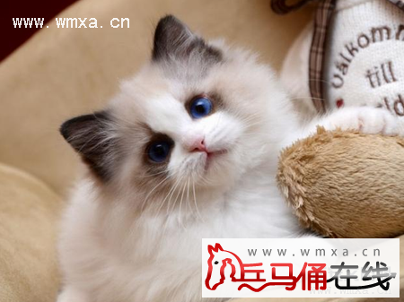 布偶猫怎么养 布偶猫一只多少钱
