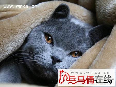 俄罗斯蓝猫好养吗 俄罗斯蓝猫多少钱一只