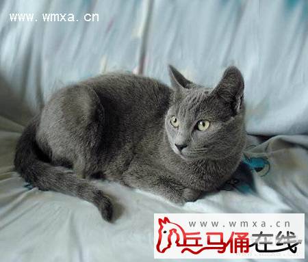 俄罗斯蓝猫和英国短毛猫的区别 俄罗斯蓝猫寿