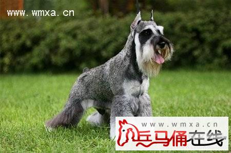 小型雪纳瑞犬智商高吗 小型雪纳瑞犬价格