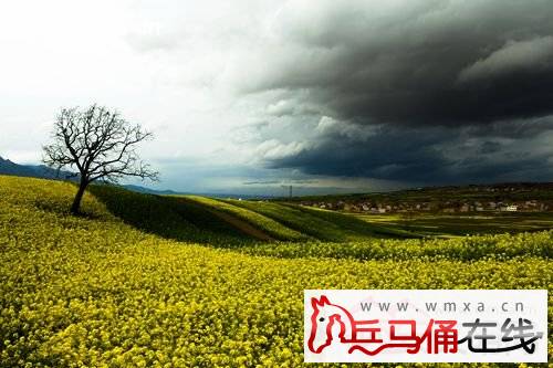 九间房镇2016年部署油菜种植工作