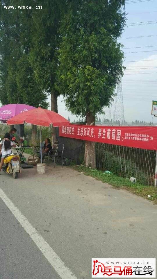 北屯街办积极帮扶北稻务村诚信销售葡萄